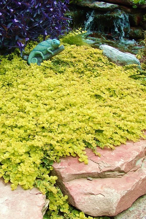Golden Creeping Jenny - Lysimachia Nummularia Aurea - 10 Pack Of Pint Pots - Image 6