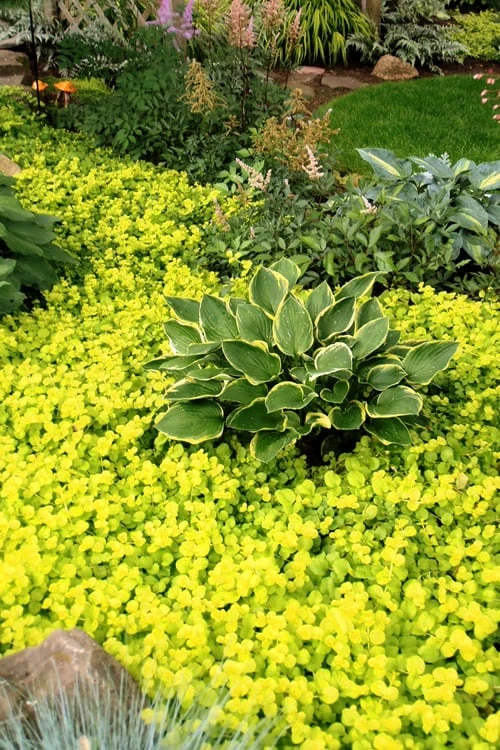 Golden Creeping Jenny - Lysimachia Nummularia Aurea - 10 Pack Of Pint Pots - Image 3
