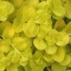 Golden Creeping Jenny - Lysimachia Nummularia Aurea - 10 Pack Of Pint Pots