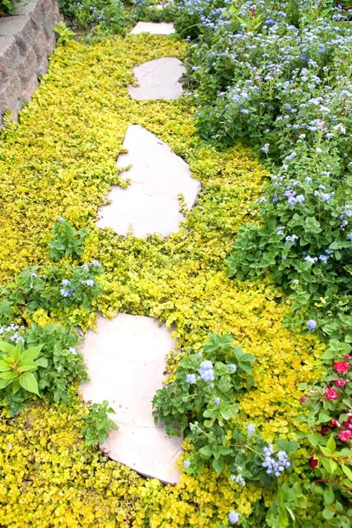 Golden Creeping Jenny - Lysimachia Nummularia Aurea - 10 Pack Of Pint Pots - Image 4