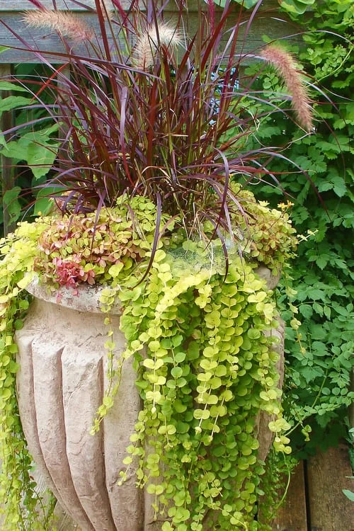 Golden Creeping Jenny - Lysimachia Nummularia Aurea - 10 Pack Of Pint Pots - Image 5