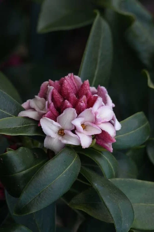 Zuiko Nishiki Winter Daphne Odora - 2 Gallon Pot - Image 5