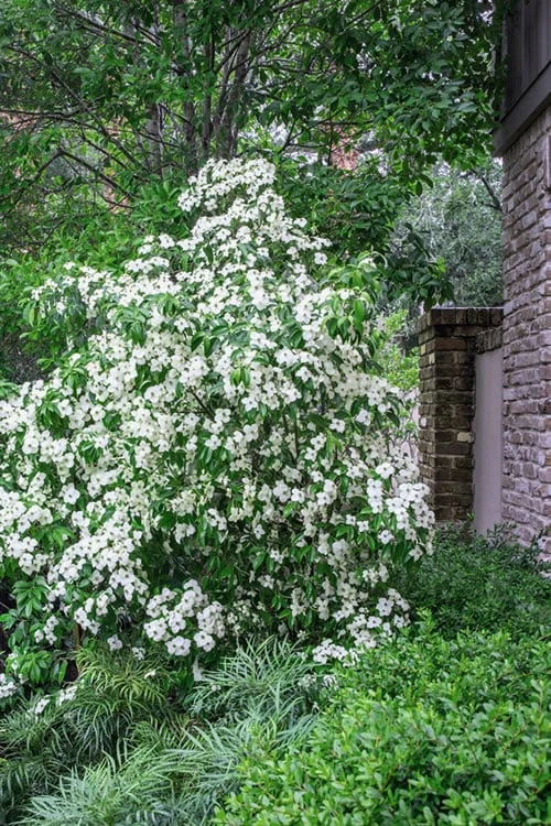 Empress Of China Dogwood - 7 Gallon Pot (4-5') - Image 4