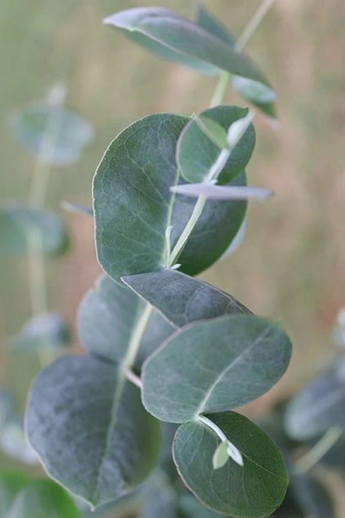 Big O Cold Hardy Eucalyptus Tree (Eucalyptus Neglecta) - 1 Gallon Pot - Image 8