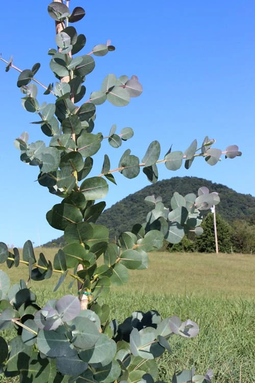 Big O Cold Hardy Eucalyptus Tree (Eucalyptus Neglecta) - 1 Gallon Pot - Image 6