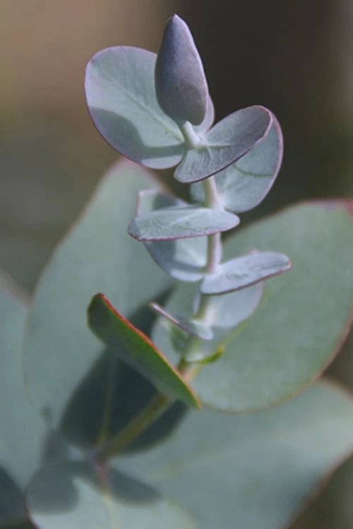 Bluey Cold Hardy Eucalyptus Tree (Eucalyptus Pulverulenta) - Quart Pot - Image 4