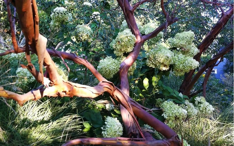 Funky Monkey Cold Hardy Eucalyptus Tree (Eucalyptus Parvula) - 5 Gallon Pot - Image 5