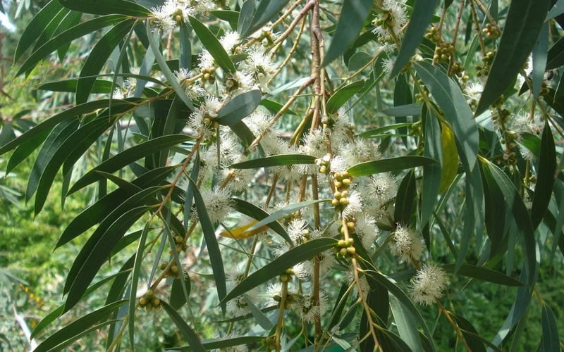 Funky Monkey Cold Hardy Eucalyptus Tree (Eucalyptus Parvula) - 5 Gallon Pot - Image 4