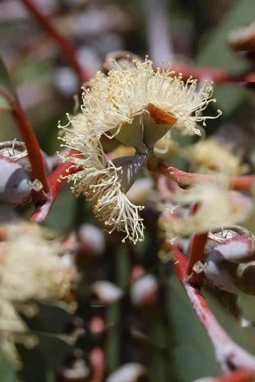 Luna Cold Hardy Eucalyptus Tree (Eucalyptus Perriniana) - 1 Gallon Pot - Image 5