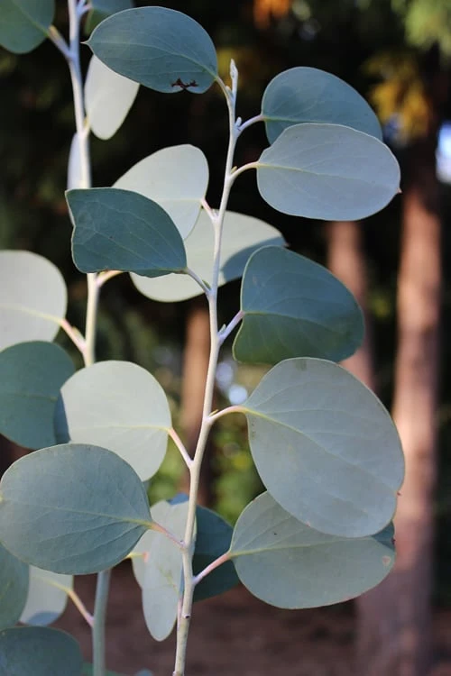 Mappa Tassie Cold Hardy Eucalyptus Tree (Eucalyptus Pauciflora) - 1 Gallon Pot - Image 6