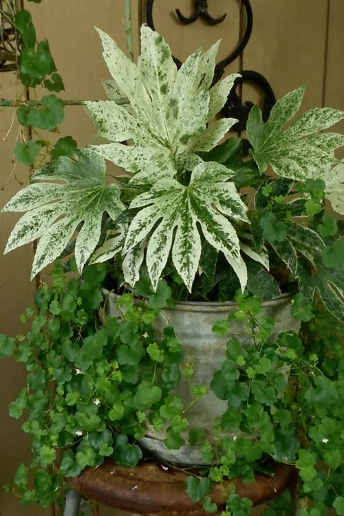 Spider's Web Fatsia - Japanese Aralia Paper Plant - 2 Gallon Pot - Image 6
