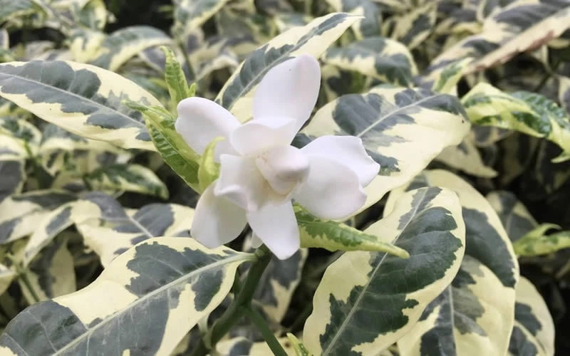 Variegated Gardenia - 1 Gallon Pot - Image 4