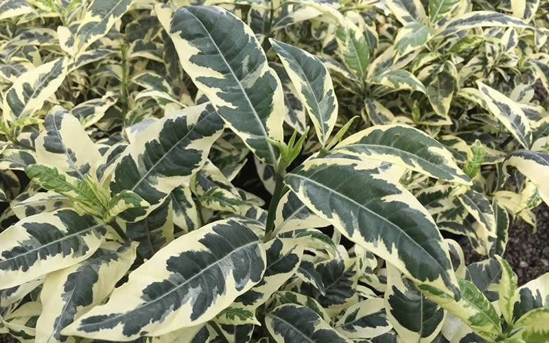 Variegated Gardenia - 1 Gallon Pot - Image 5