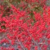 Male & Female Winterberry Holly Combo (2-Pack Of 3 Gallon Pots)