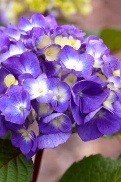 Bloomstruck Endless Summer Hydrangea - 1 Gallon Pot