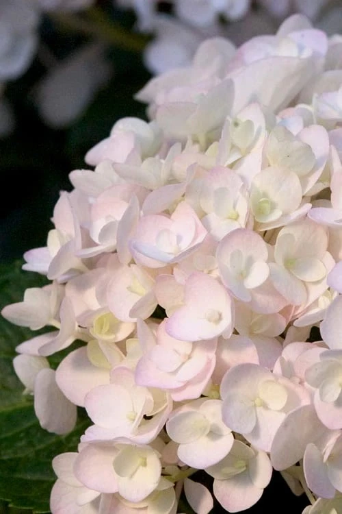 Blushing Bride Endless Summer Hydrangea - 1 Gallon Pot