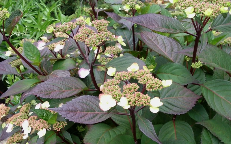 Lady In Red Hydrangea - 3 Gallon Pot - Image 5