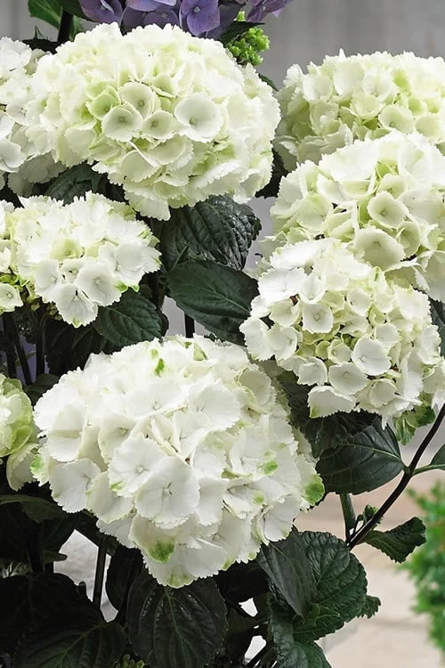 Zebra Hydrangea - 3 Gallon Pot - Image 4