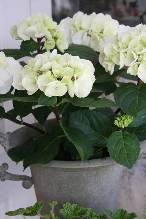 Zebra Hydrangea - 1 Gallon Pot - Image 5