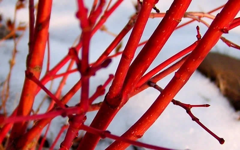 Little Sango' Dwarf Coral Bark Japanese Maple - 5 Gallon Pot - Image 8