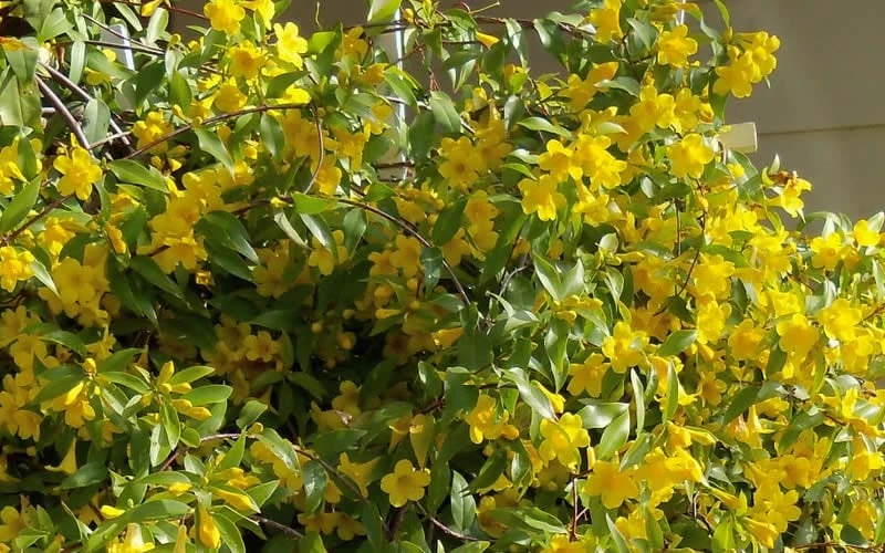 Butterscotch Yellow Jasmine (Jessamine) - Gelsemium Sempervirens - 1 Gallon Pot - Image 8