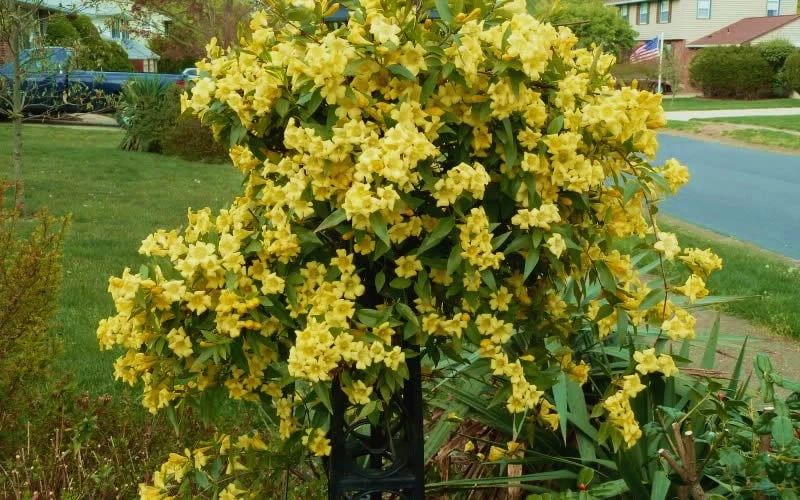 Butterscotch Yellow Jasmine (Jessamine) - Gelsemium Sempervirens - 1 Gallon Pot - Image 4