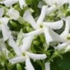 Confederate Jasmine Vine (Trachelospermum Jasminoides) - 3 Gallon Pot