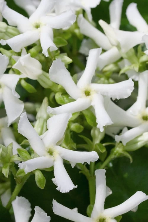 Confederate Jasmine Vine (Trachelospermum Jasminoides) - 3 Gallon Pot