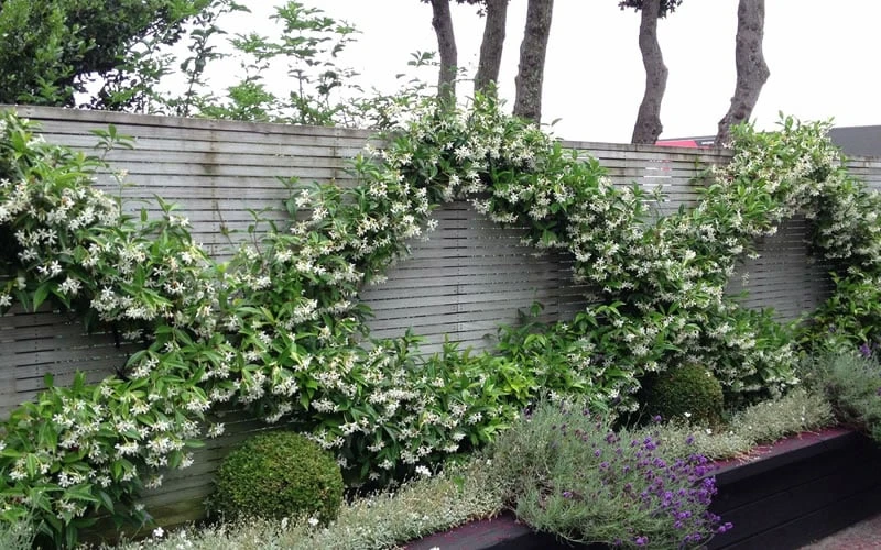 Madison Confederate Jasmine - 1 Gallon Pot - Image 4