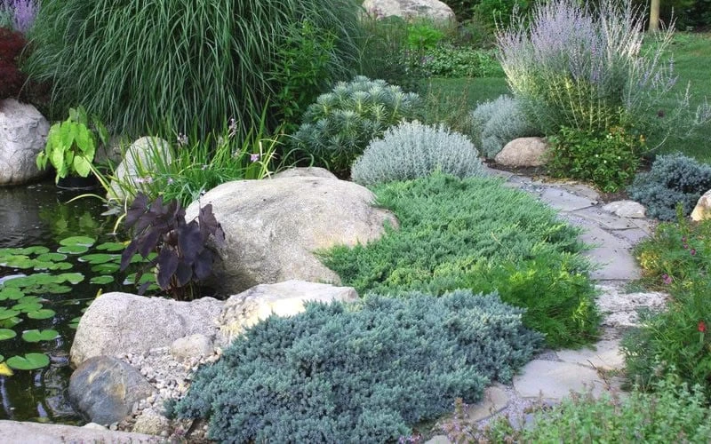 Blue Star Juniper - 2 Gallon Pot - Image 5