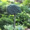 Blue Star Juniper Tree (Single Trunk Topiary) - 1 Gallon Pot