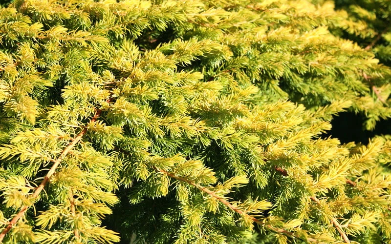 All Gold Golden Pacific Juniper - 1 Gallon Pot - Image 6