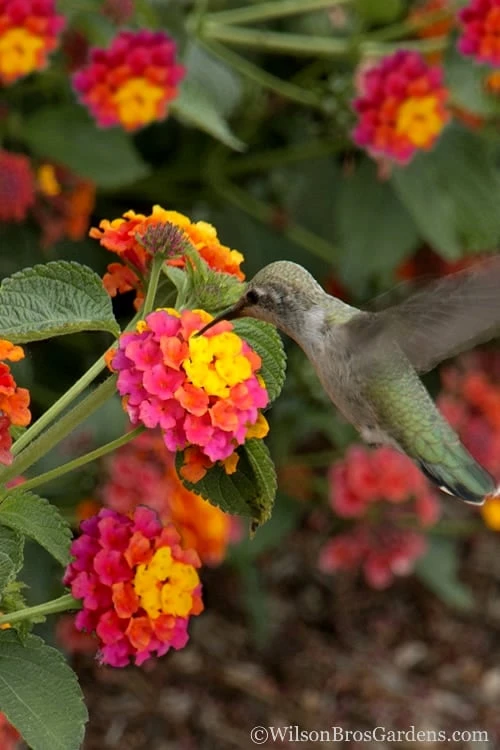 Sonset Hardy Lantana - 5 Pack Of Quart Pots