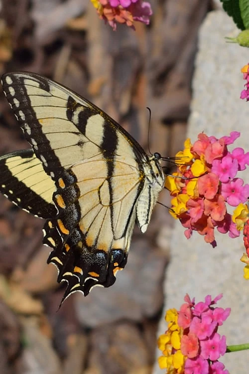 Sonset Hardy Lantana - 5 Pack Of Quart Pots - Image 7
