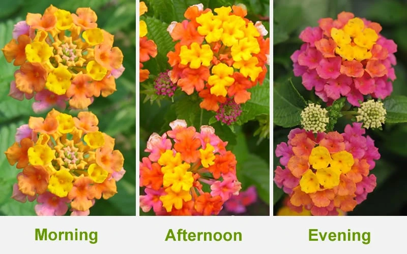 Sonset Hardy Lantana - 5 Pack Of Quart Pots - Image 4