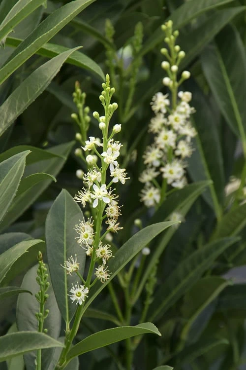Schip Laurel (Prunus Laurocersasus 'Schipkaensis') - 5 Gallon Pot - Image 6