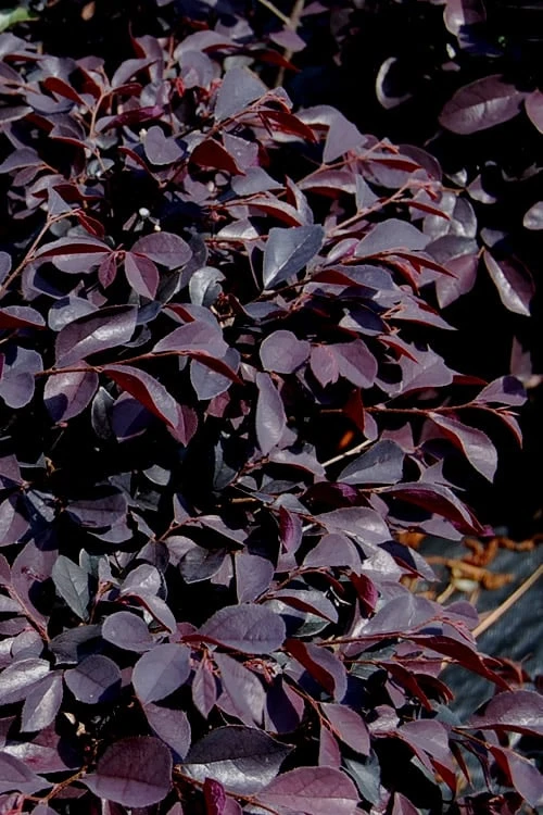 Carolina Midnight Loropetalum - 1 Gallon Pot - Image 4