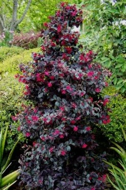 Carolina Midnight Loropetalum - 1 Gallon Pot