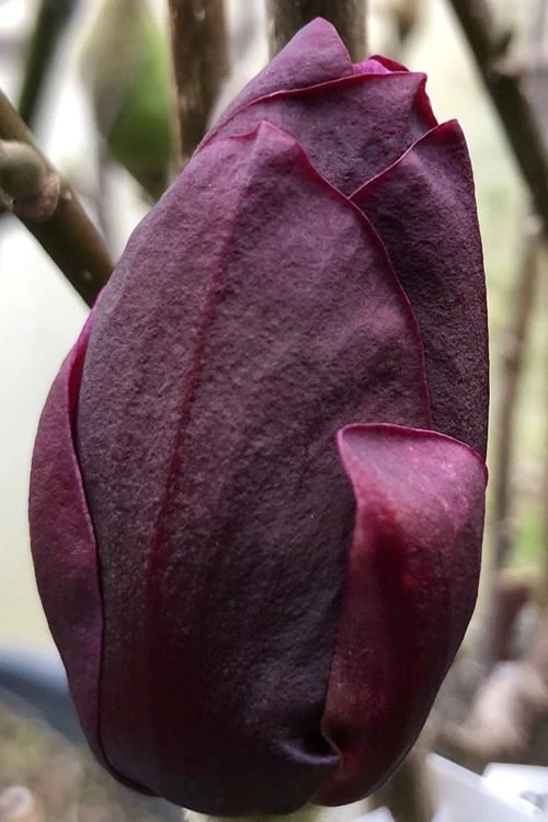 Genie Magnolia Tulip Tree - 1 Gallon Pot - Image 7