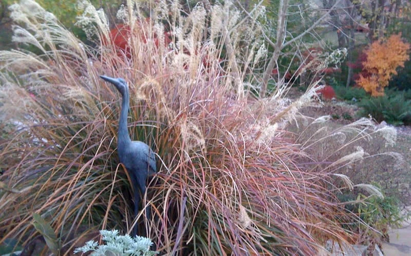 Adagio Dwarf Maiden Grass - Miscanthus Sinensis - 1 Gallon Pot - Image 6