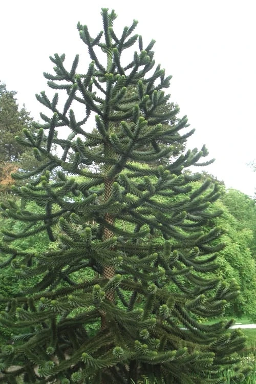 Monkey Puzzle Tree (Araucaria Auracana) - 1 Gallon Pot - Image 4