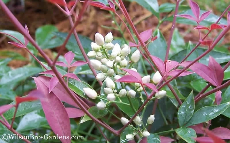 Flirt Dwarf Nandina - 1 Gallon Pot - Image 5