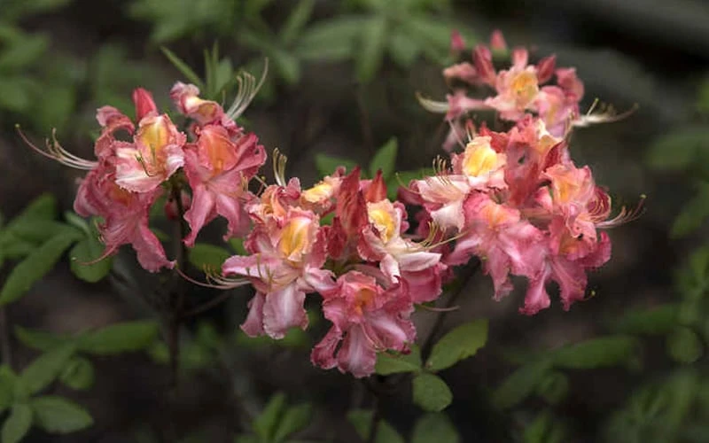 Southern Sunset Aromi Azalea (Rhododendron Hybrid) - 3 Gallon Pot - Image 4