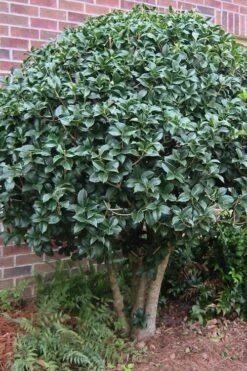 Wheeler's Cold Hardy Fragrant Tea Olive (Osmanthus) - 3 Gallon Pot