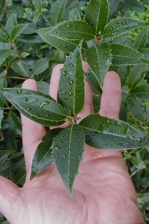 Wheeler's Cold Hardy Fragrant Tea Olive (Osmanthus) - 3 Gallon Pot - Image 6