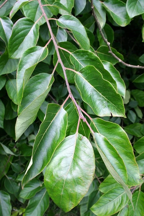 American Persimmon Tree - Diospyros Virginiana - 3 Gallon Pot - Image 5