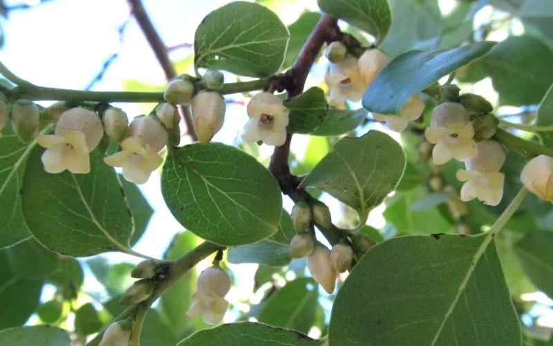 American Persimmon Tree - Diospyros Virginiana - 3 Gallon Pot - Image 7