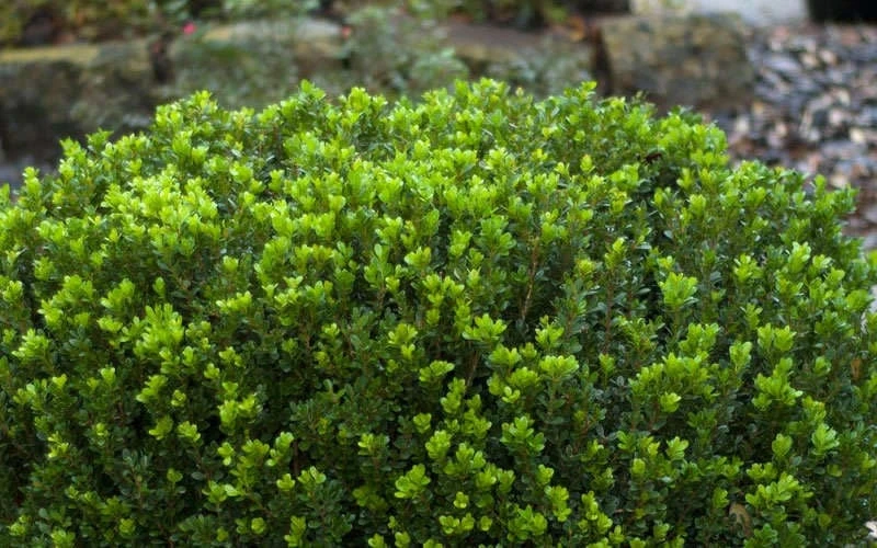 Baby Gem Boxwood - 1 Gallon Pot - Image 7