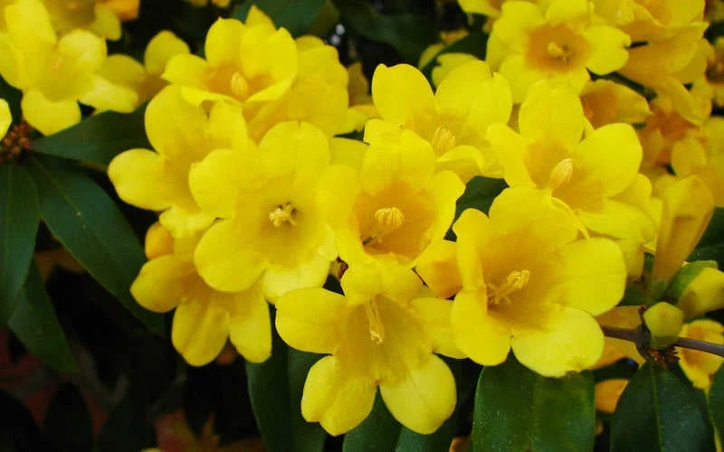 Butterscotch Yellow Jasmine (Jessamine) - Gelsemium Sempervirens - 1 Gallon Pot - Image 7