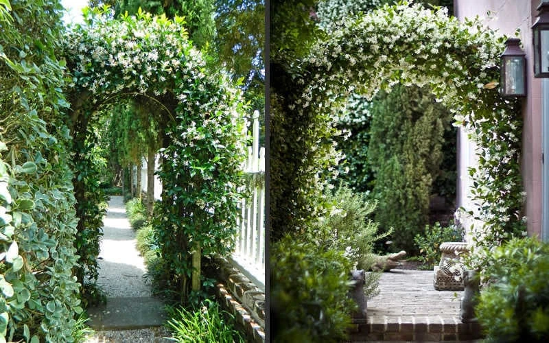 Confederate Jasmine Vine (Trachelospermum Jasminoides) - 3 Gallon Pot - Image 7